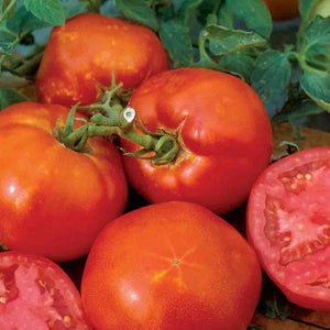 Tomato Big Boy Heirloom Seeds