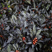 Load image into Gallery viewer, Ornamental Pepper &#39;Black Pearl&#39;
