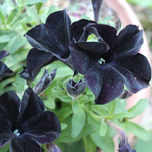 Load image into Gallery viewer, Petunia &quot;Black Ray&quot;
