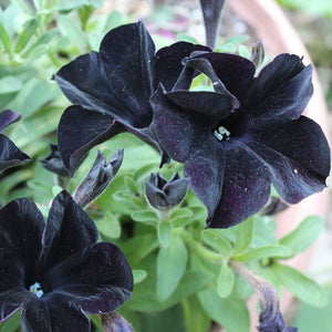Petunia "Black Ray"
