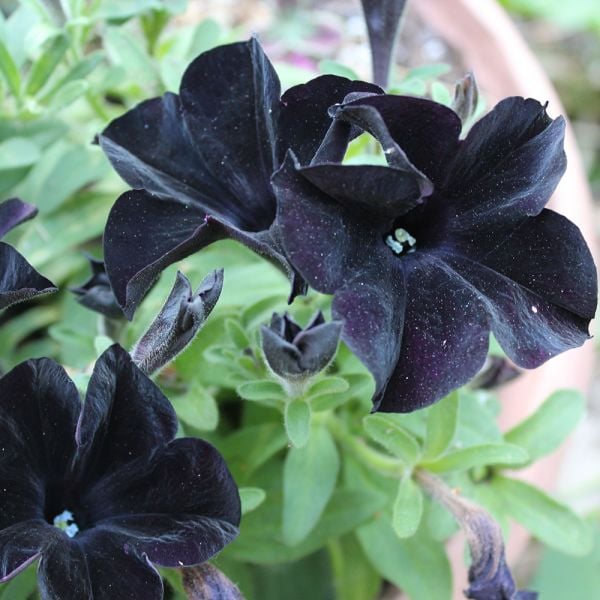 Petunia 