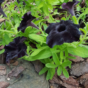 Petunia "Black Ray"