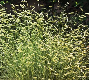 Bouteloua gracilis 'Blonde Ambition' Grass