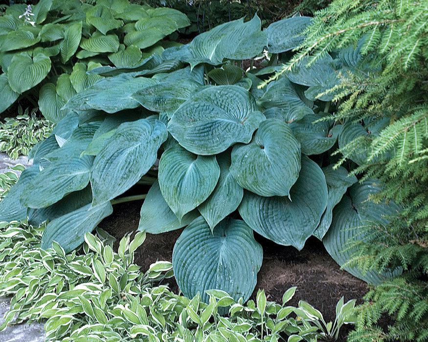 Hosta 