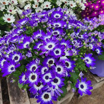 Pericallis senetti 'Blue Bicolor' – Denchfield Nursery, Inc.