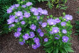 Stokesia laevis 'Blue Danube'