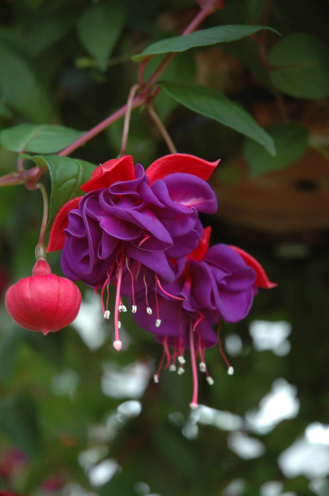 Fuchsia 'Blue Eyes' Hanging Basket