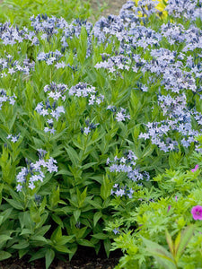 Amsonia 'Blue Ice'