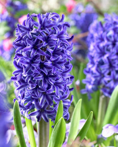 Hyacinth 'Blue Jacket' Bulbs (5)
