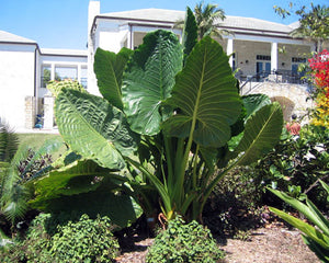 Alocasia macrorrhizos ‘Borneo Giant’ Elephant Ear