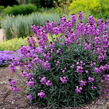 Load image into Gallery viewer, Erysimum &#39;Bowles me Away&#39; Wallflower
