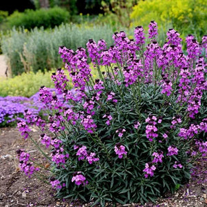Erysimum 'Bowles me Away' Wallflower