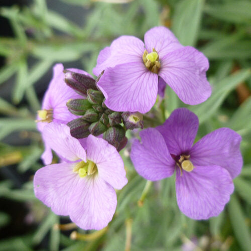 Erysimum 'Bowles me Away' Wallflower