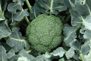 Broccoli "Destiny"