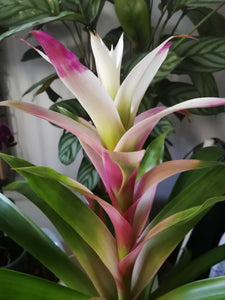 Bromeliad guzmania