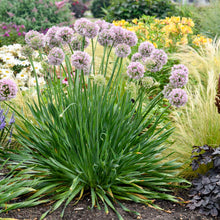 Load image into Gallery viewer, Allium &#39;Bubble Bath&#39;
