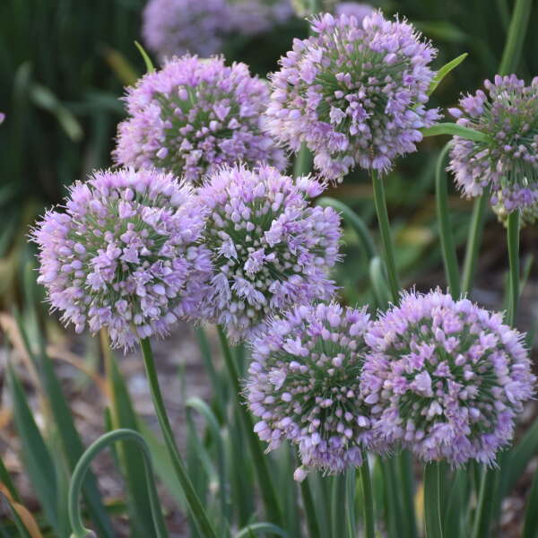 Allium 'Bubble Bath'