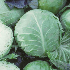 Cabbage Early Golden Acre Organic Seeds