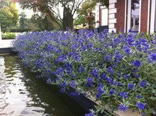 Load image into Gallery viewer, Caryopteris clandonensis &#39;Sapphire Surf&#39; Bluebeard
