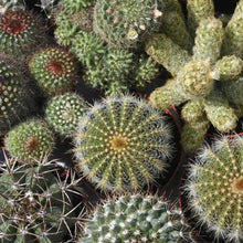 Load image into Gallery viewer, Cactus Mixed Varieties Seeds
