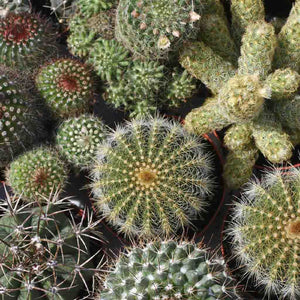 Cactus Mixed Varieties Seeds