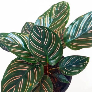 Calathea 'Beauty Star'