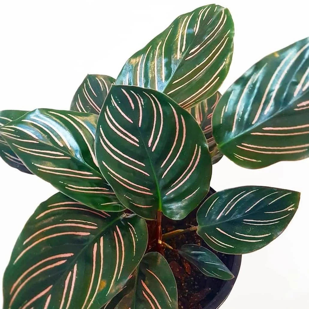 Calathea 'Beauty Star'