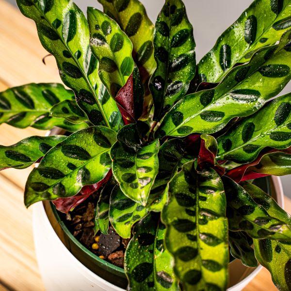 Calathea 'Rattlesnake'