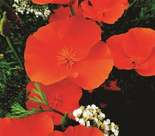 Load image into Gallery viewer, California Orange Poppy Seeds
