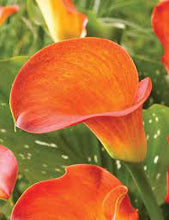 Load image into Gallery viewer, Calla Lily w/ Pot Cover
