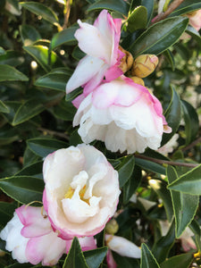 Camellia japonica 'October Magic Dawn'