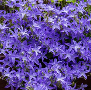 Campanula poscharskyana 'Blue Waterfall'