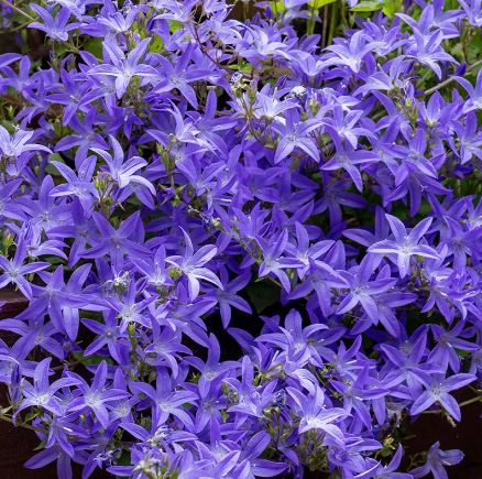Campanula poscharskyana 'Blue Waterfall'