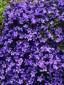 Campanula 'Birch Hybrid' Bellflower