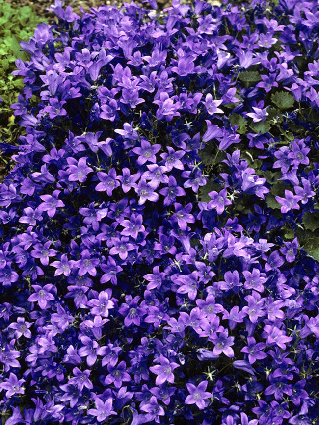 Campanula 'Birch Hybrid' Bellflower