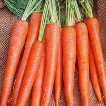 Load image into Gallery viewer, Carrot Long Imperator Organic Seeds
