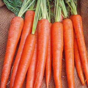 Carrot Long Imperator Organic Seeds