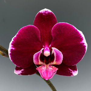 Orchid phalaenopsis