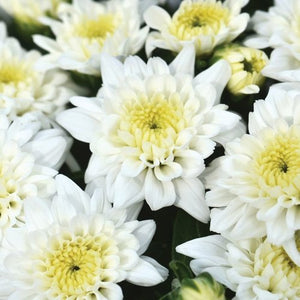 Bushel Basket Mum