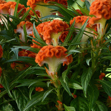 Load image into Gallery viewer, Celosia cristata &#39;Twisted Orange&#39;
