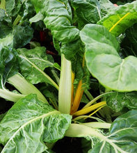 Load image into Gallery viewer, Organic Fordhook Giant Swiss Chard Seeds
