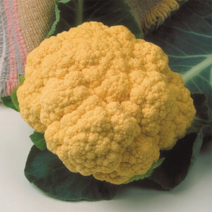 Cauliflower "Cheddar"