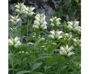 Chelone glabra 'Turtlehead'