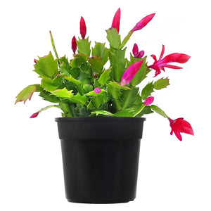 Christmas Cactus