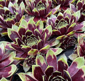 Sempervivum 'Coconut Crystal'