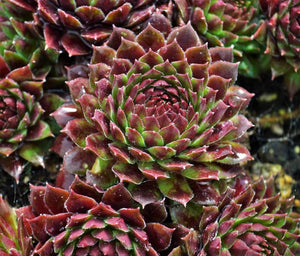 Sempervivum 'Coral Red'