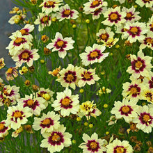 Load image into Gallery viewer, Coreopsis 'Super Star'
