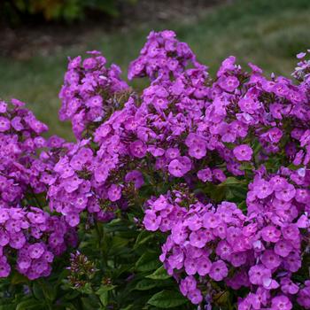 Phlox paniculata 'Cover Girl'