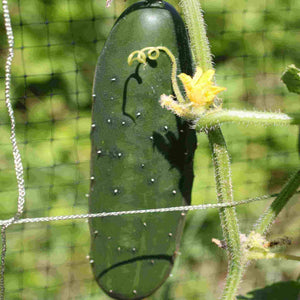 Cucumber, Marketmore Organic Seeds