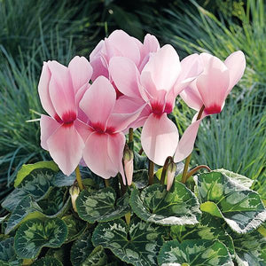 Cyclamen